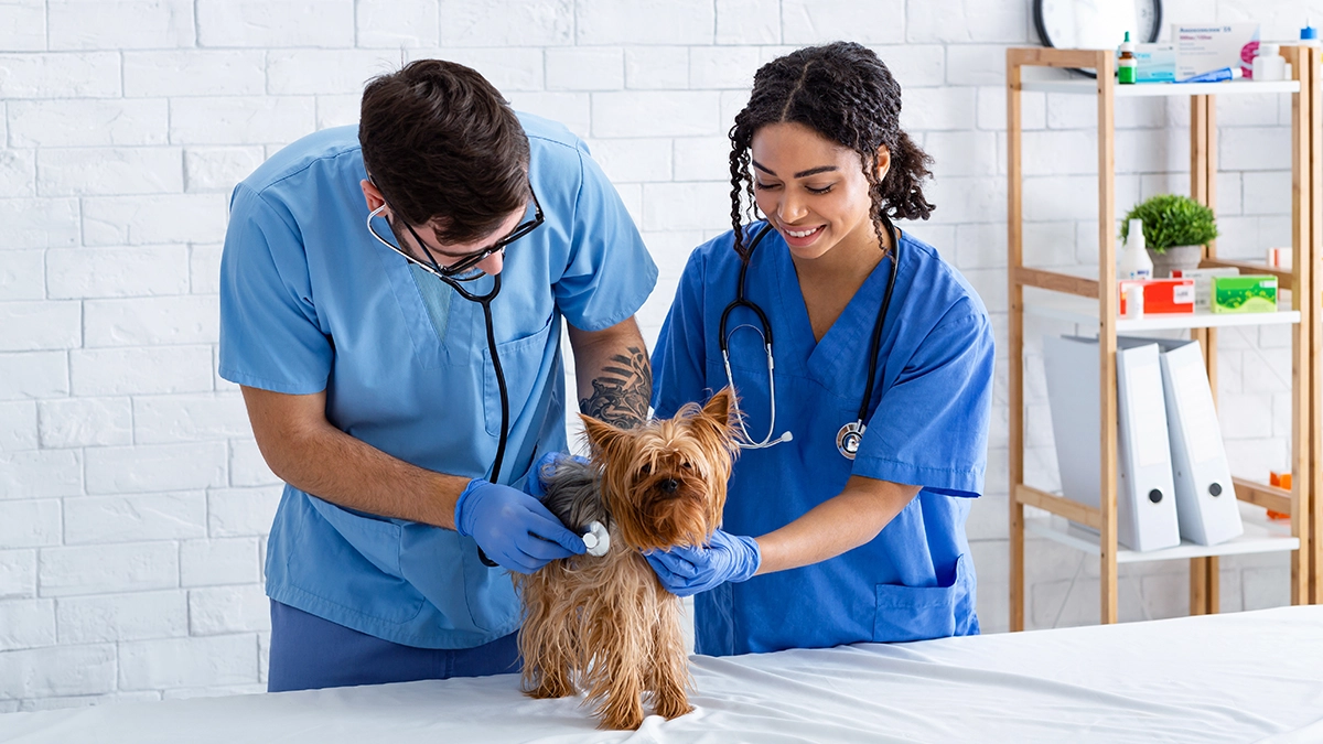 Veterinary assistant training course