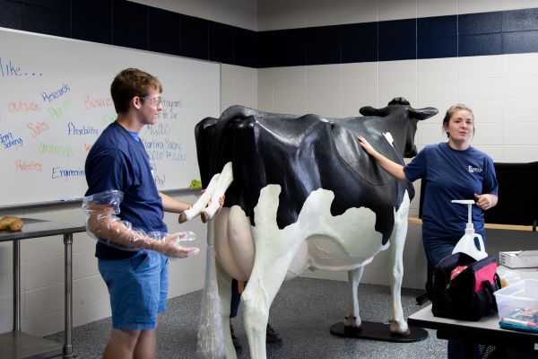 Hands-on livestock care demonstration